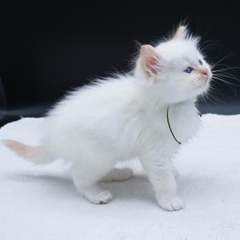 chaton Ragdoll red point Bazylo Kaïros (collier vert) Trycoline’s