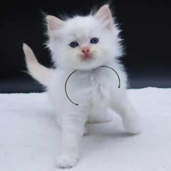 chaton Ragdoll red point Bazylo Kaïros (collier vert) Trycoline’s