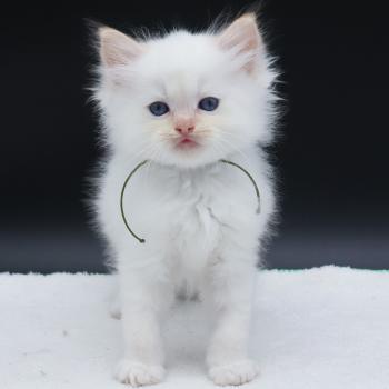 chaton Ragdoll red point Bazylo Kaïros (collier vert) Trycoline’s