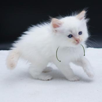 chaton Ragdoll red point Bazylo Kaïros (collier vert) Trycoline’s