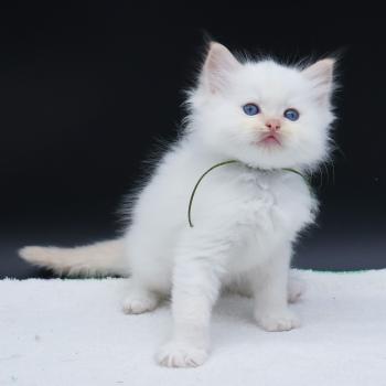 chaton Ragdoll red point Bazylo Kaïros (collier vert) Trycoline’s