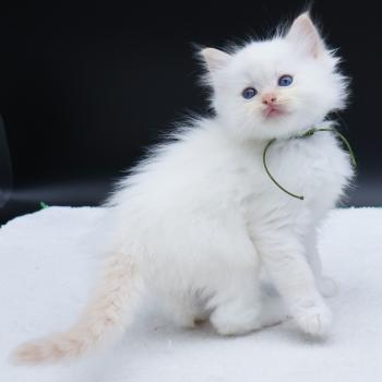 chaton Ragdoll red point Bazylo Kaïros (collier vert) Trycoline’s