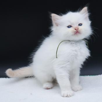 chaton Ragdoll red point Bazylo Kaïros (collier vert) Trycoline’s