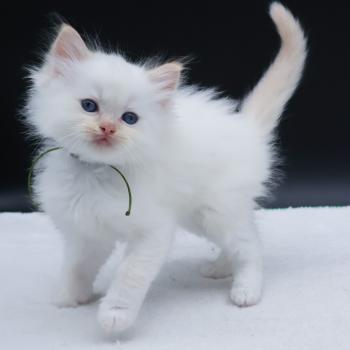 chaton Ragdoll red point Bazylo Kaïros (collier vert) Trycoline’s