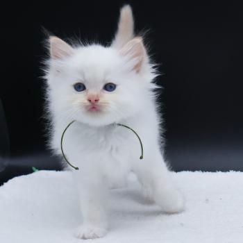 chaton Ragdoll red point Bazylo Kaïros (collier vert) Trycoline’s