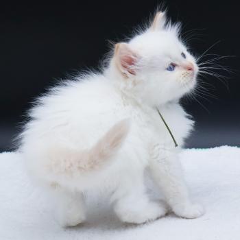 chaton Ragdoll red point Bazylo Kaïros (collier vert) Trycoline’s