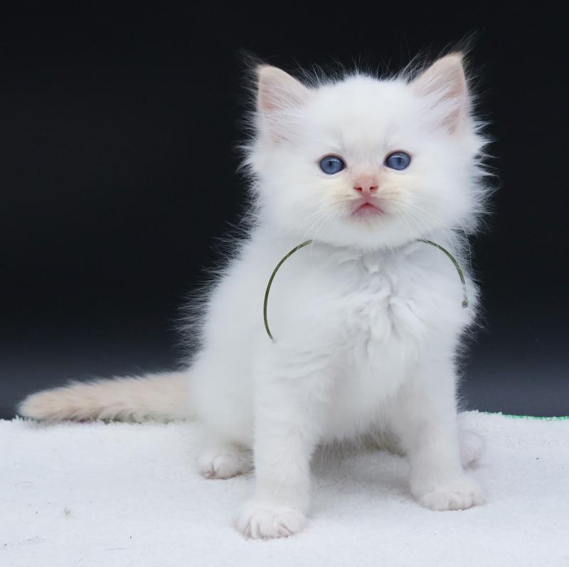 CH*Trycoline’s Bazylo Kaïros (collier vert) Mâle Ragdoll