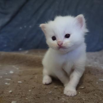 chaton Ragdoll Bazylo Solya (collier multicolore) Trycoline’s