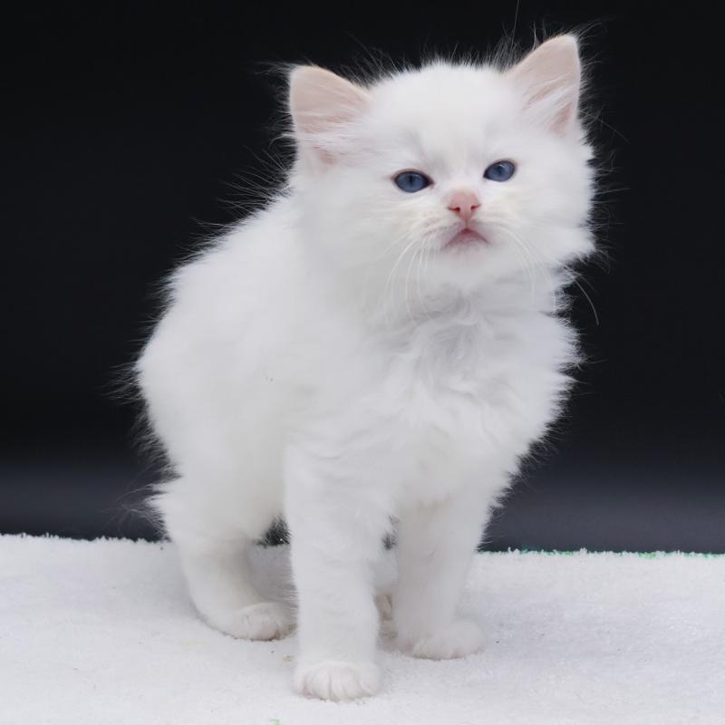 CH*Trycoline’s Bazylo Auréa (collier multicolore) Femelle Ragdoll