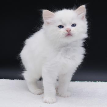 chaton Ragdoll cream point Bazylo Auréa (collier multicolore) Trycoline’s