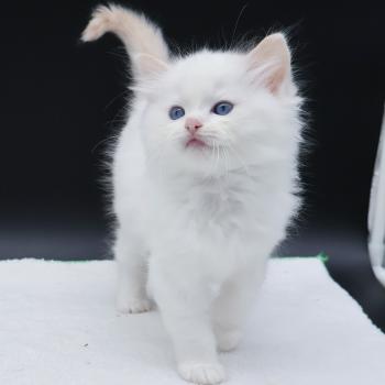 chaton Ragdoll cream point Bazylo Auréa (collier multicolore) Trycoline’s