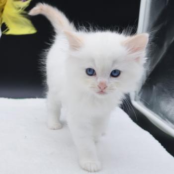 chaton Ragdoll cream point Bazylo Auréa (collier multicolore) Trycoline’s