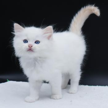 chaton Ragdoll cream point Bazylo Auréa (collier multicolore) Trycoline’s