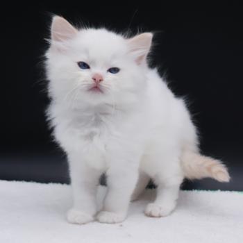 chaton Ragdoll cream point Bazylo Auréa (collier multicolore) Trycoline’s
