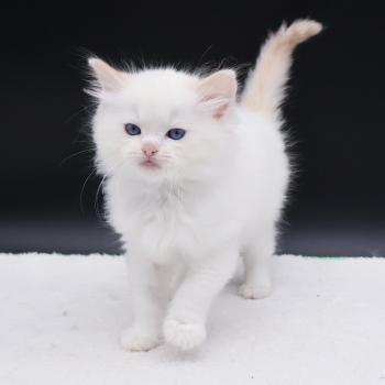 chaton Ragdoll cream point Bazylo Auréa (collier multicolore) Trycoline’s