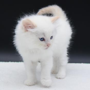 chaton Ragdoll cream point Bazylo Auréa (collier multicolore) Trycoline’s