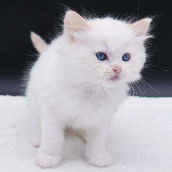 chaton Ragdoll cream point Bazylo Auréa (collier multicolore) Trycoline’s