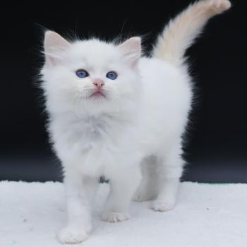 chaton Ragdoll cream point Bazylo Auréa (collier multicolore) Trycoline’s