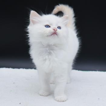 chaton Ragdoll cream point Bazylo Auréa (collier multicolore) Trycoline’s