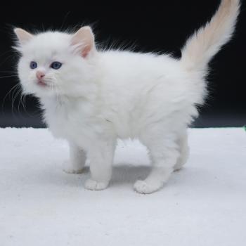 chaton Ragdoll cream point Bazylo Auréa (collier multicolore) Trycoline’s