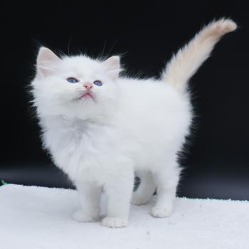 chaton Ragdoll cream point Bazylo Auréa (collier multicolore) Trycoline’s