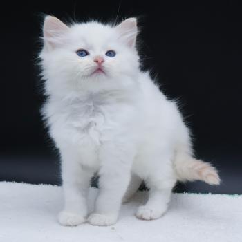 chaton Ragdoll cream point Bazylo Auréa (collier multicolore) Trycoline’s