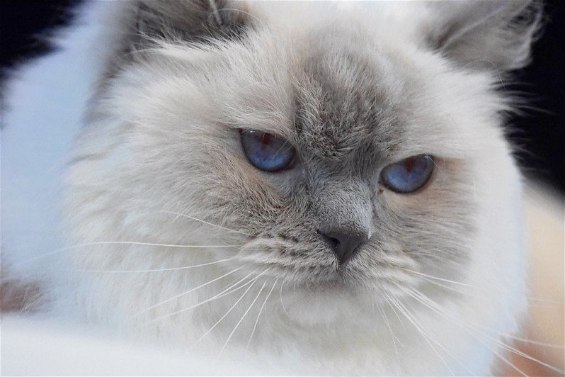 Trycoline’s Beauty Princess Femelle Ragdoll