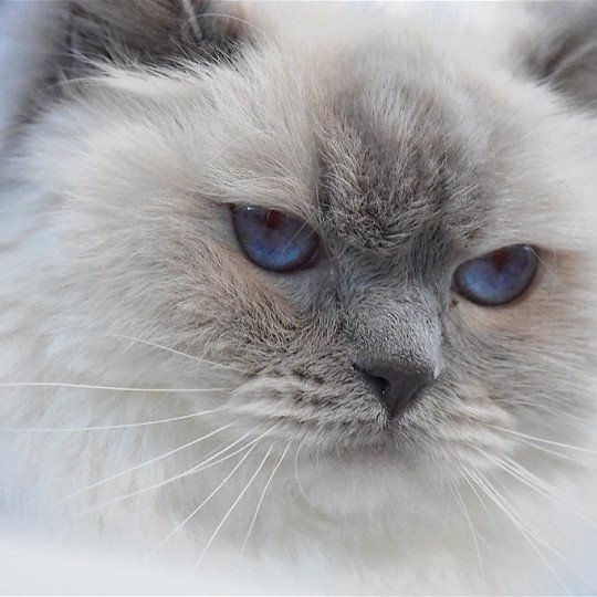 chat Ragdoll Beauty Princess Trycoline’s