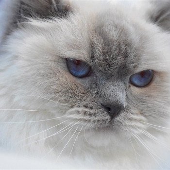 chat Ragdoll Beauty Princess Trycoline’s Ragdoll lilac point