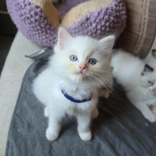 CH*Trycoline’s Bélyana Aérion (Bleu) Mâle Ragdoll