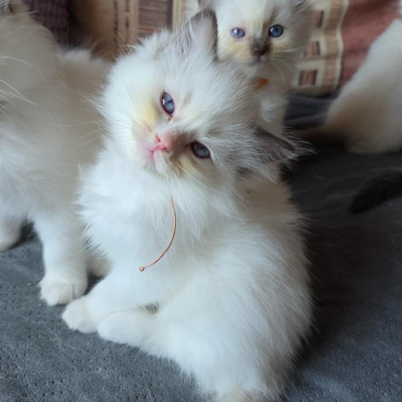 CH*Trycoline’s Bélyana Lioraya Sélune(Rose) Femelle Ragdoll