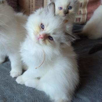 chaton Ragdoll chocolate point bicolor Bélyana Lioraya (Rose) Trycoline’s