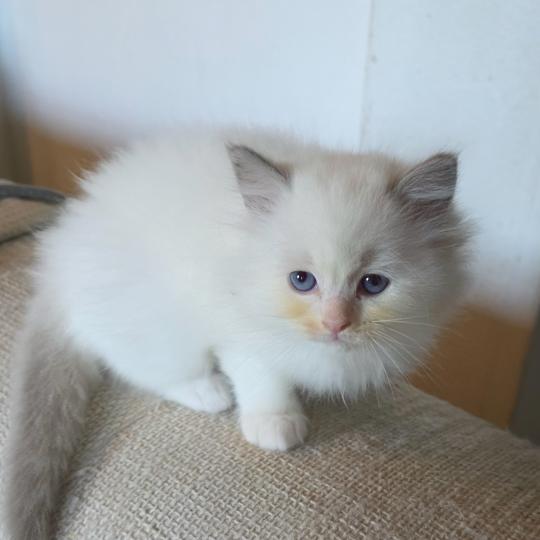 CH*Trycoline’s Bélyana Noryel Goku (Brun) Mâle Ragdoll