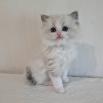 chaton Ragdoll blue point bicolor Béryn Mélya (bleu) Trycoline’s