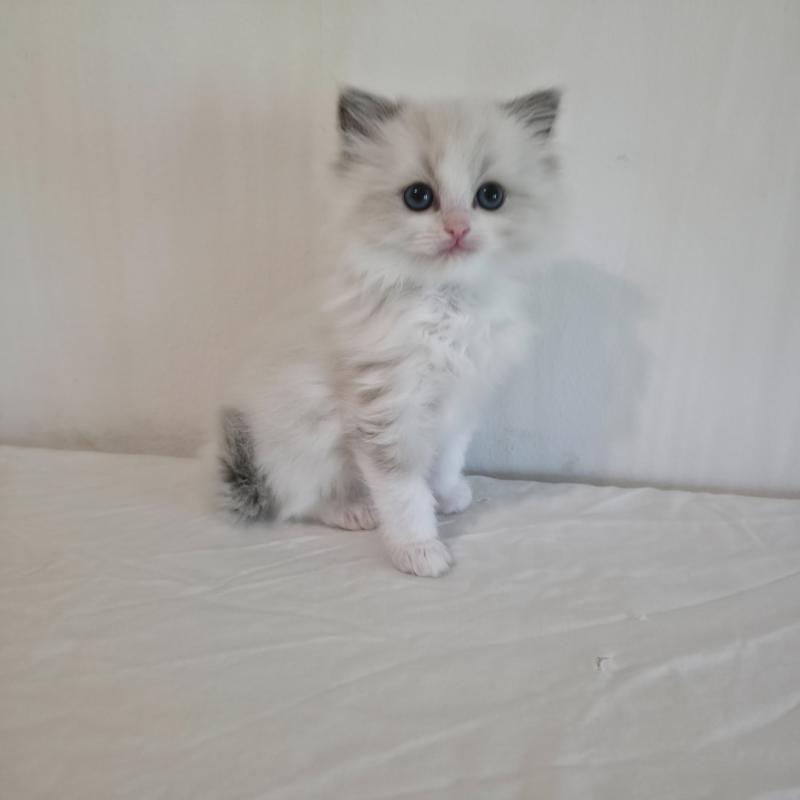CH*Trycoline’s Béryn Mélya (bleu) Femelle Ragdoll