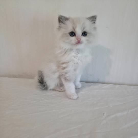 CH*Trycoline’s Béryn Mélya (bleu) Femelle Ragdoll