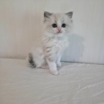chaton Ragdoll blue point bicolor Béryn Mélya (bleu) Trycoline’s
