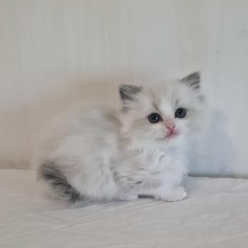 chaton Ragdoll blue point bicolor Béryn Mélya (bleu) Trycoline’s