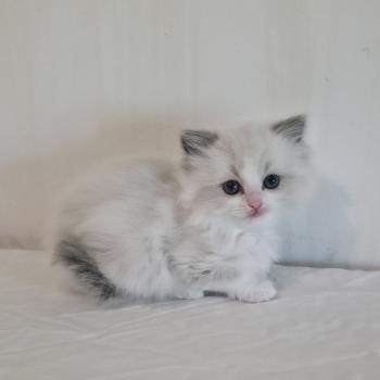 chaton Ragdoll blue point bicolor Béryn Mélya (bleu) Trycoline’s
