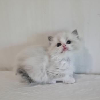chaton Ragdoll blue point bicolor Béryn Mélya (bleu) Trycoline’s