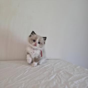 chaton Ragdoll seal point bicolor Béryn Velyo (rouge) Trycoline’s