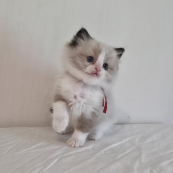 chaton Ragdoll seal point bicolor Béryn Velyo (rouge) Trycoline’s
