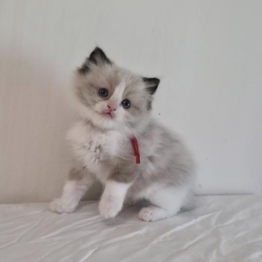 CH*Trycoline’s Béryn Velyo Kaëlis Mâle Ragdoll