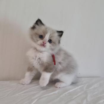 chaton Ragdoll seal point bicolor Béryn Velyo (rouge) Trycoline’s