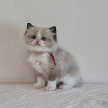 chaton Ragdoll seal point bicolor Béryn Velyo (rouge) Trycoline’s