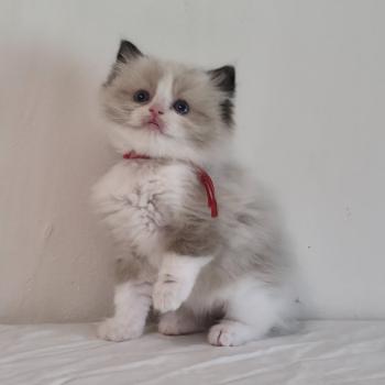 chaton Ragdoll seal point bicolor Béryn Velyo (rouge) Trycoline’s
