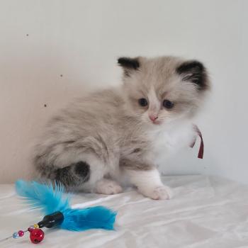 chaton Ragdoll seal point bicolor Béryn Velyo (rouge) Trycoline’s