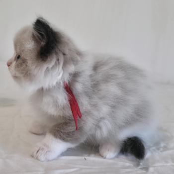chaton Ragdoll seal point bicolor Béryn Velyo (rouge) Trycoline’s
