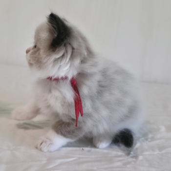 chaton Ragdoll seal point bicolor Béryn Velyo (rouge) Trycoline’s