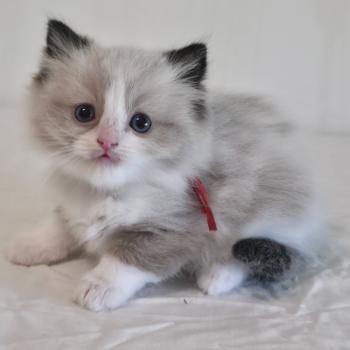 chaton Ragdoll seal point bicolor Béryn Velyo (rouge) Trycoline’s